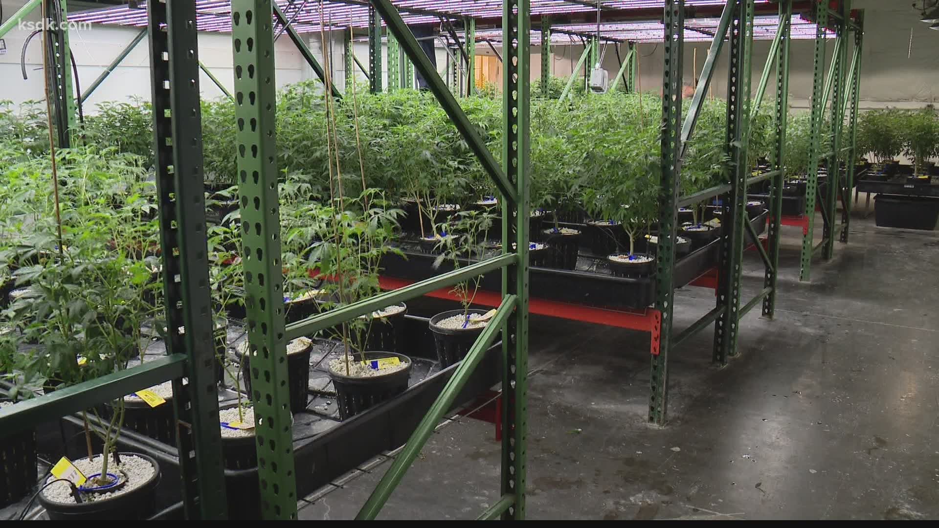 Medical marijuana grower in St. Louis County | 0