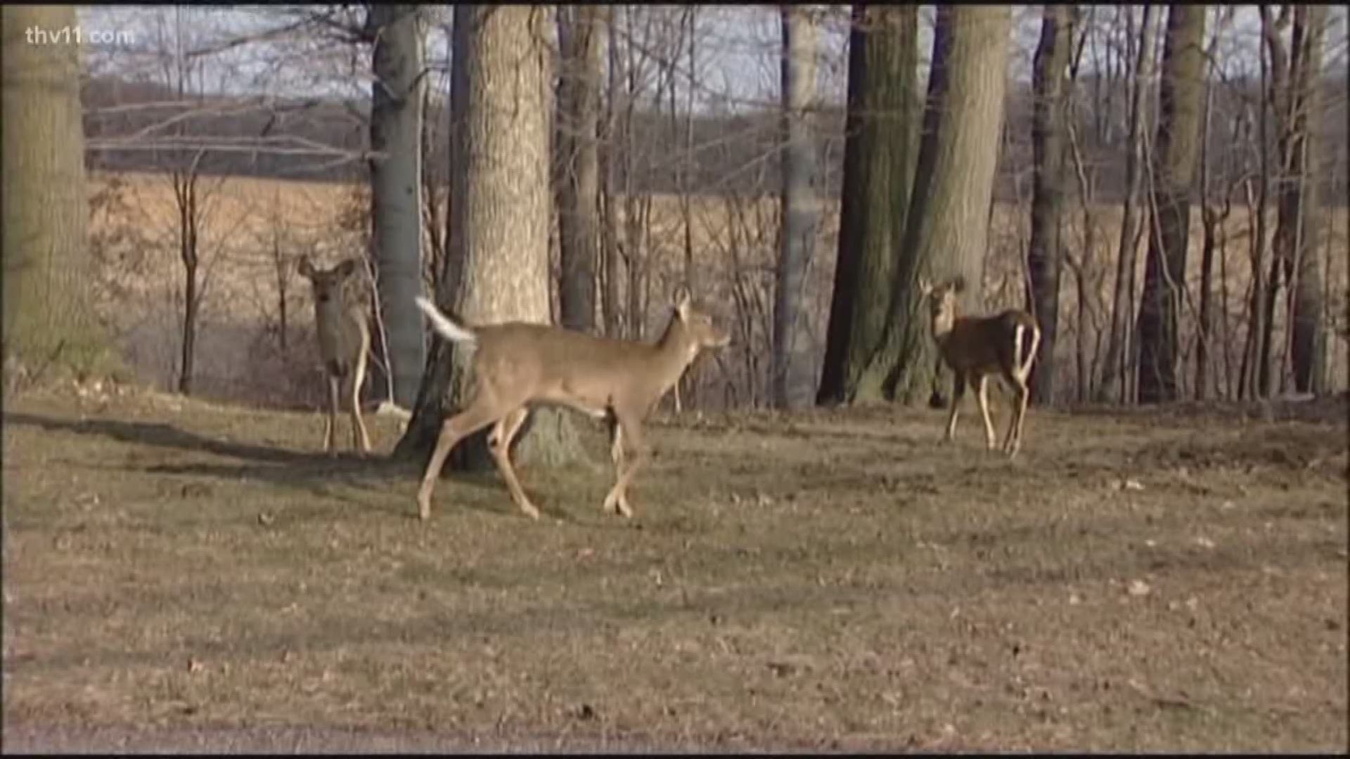 An Arkansas man died after a deer he shot attacked him. With deer season in full swing, we checked in with Arkansas Game and Fish to learn how to protect yourself.