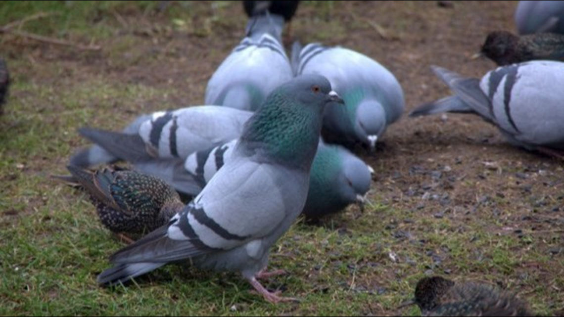 Fire At A Northern Indiana Facility Has Killed Nearly 2 000 Racing Pigeons There For A Race Whas11 Com