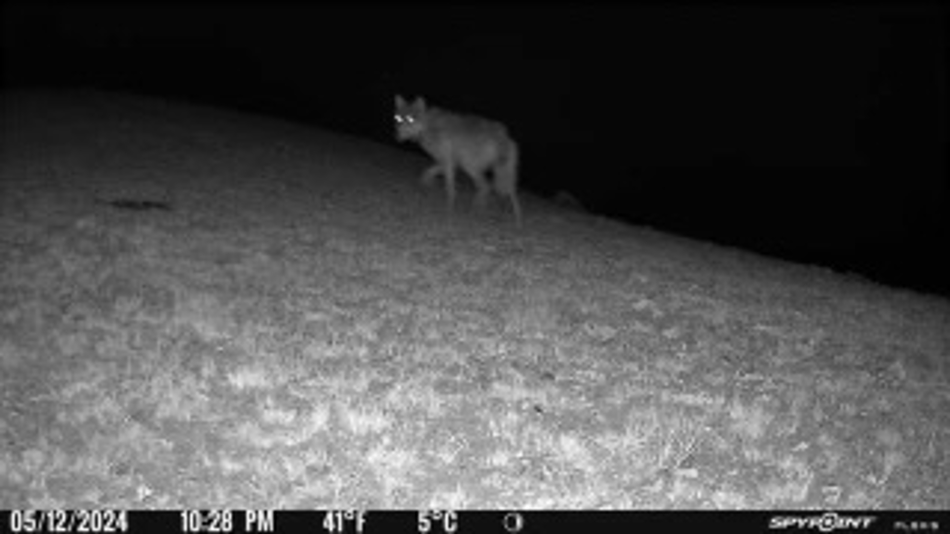 Colorado family fears wolves after 6 cattle deaths | whas11.com