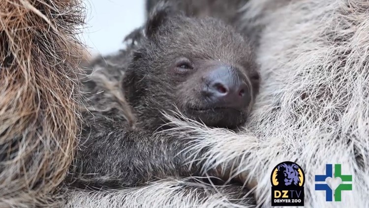 Denver Zoo welcomes baby sloth