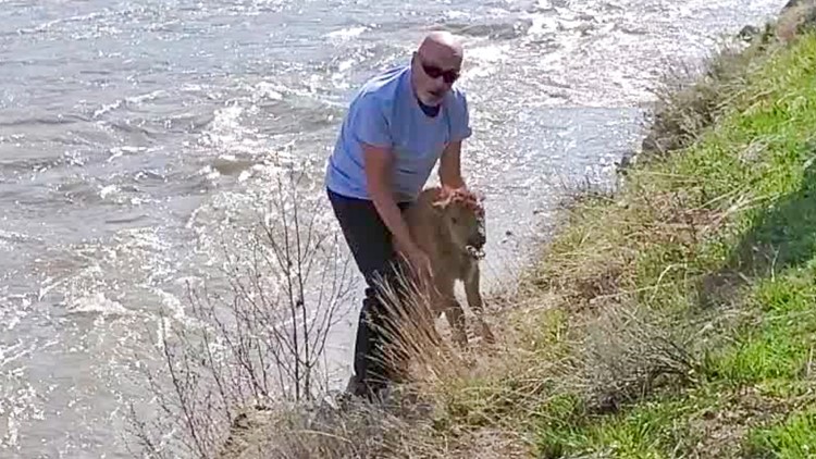 Man pleads guilty after pushing Yellowstone bison calf out from river