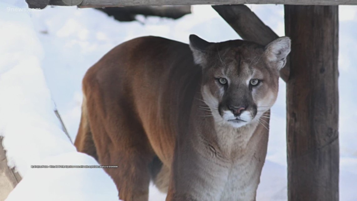 Former Denver Bronco Derek Wolfe kills mountain lion - Vimarsana News