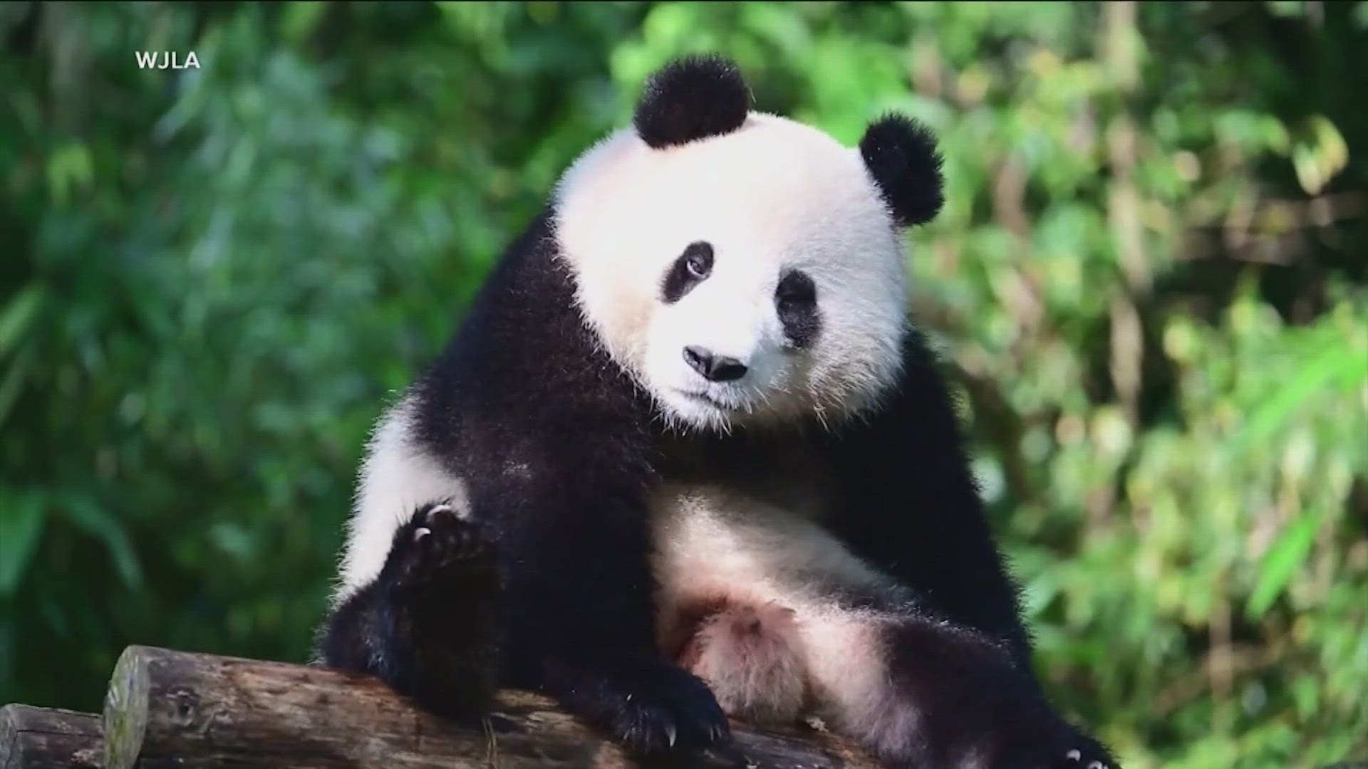 Every American zoo lost their pandas this year. Now, this D.C. zoo is getting their pandas back.