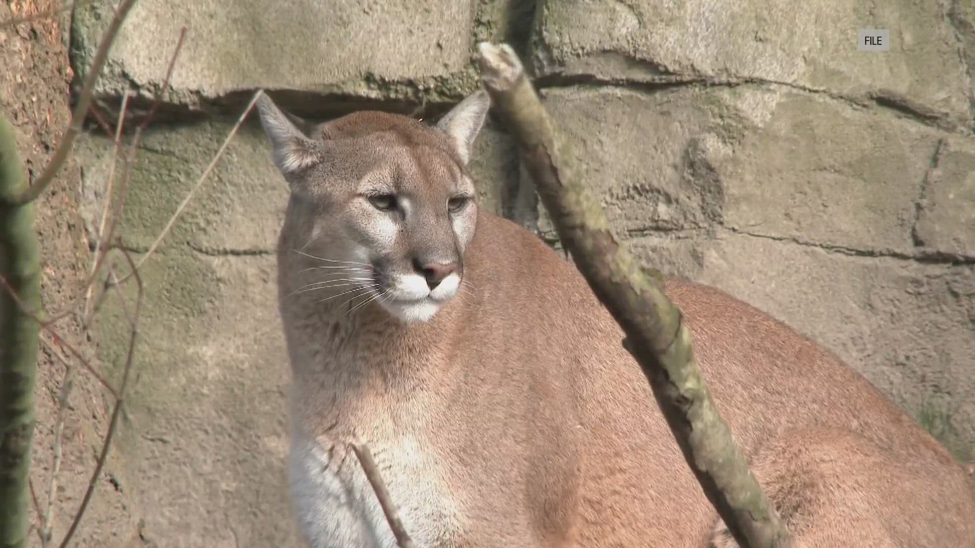 The California Department of Fish and Wildlife euthanized the mountain lion in the attack and said the surviving teen is expected to make a full recovery.