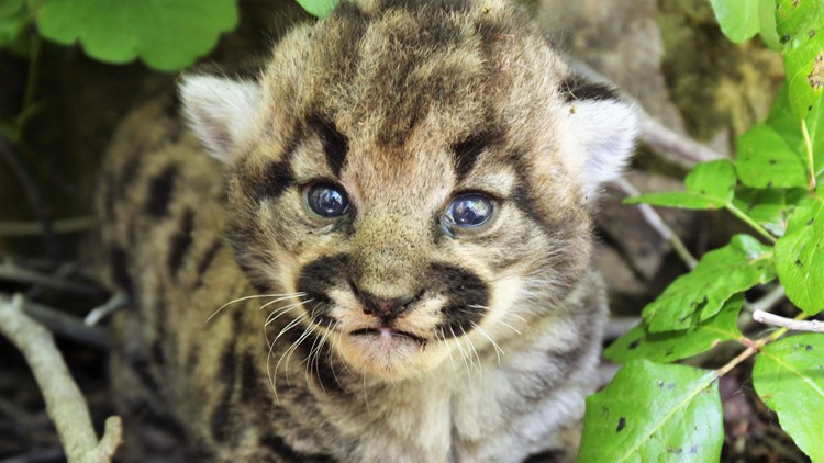 3 healthy kittens born to mountain lion tracked by biologists near Los Angeles wilderness