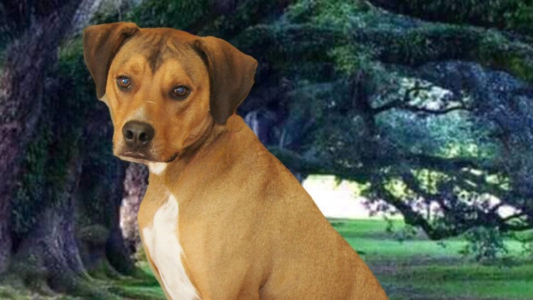 Dog at shelter nearly euthanized gets saved by Texas rescue