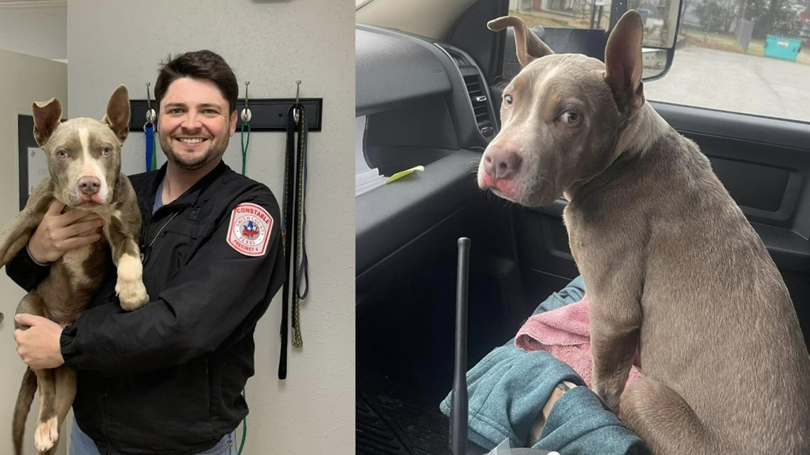 Smith County constable rescues dog left on side of road - Vimarsana News