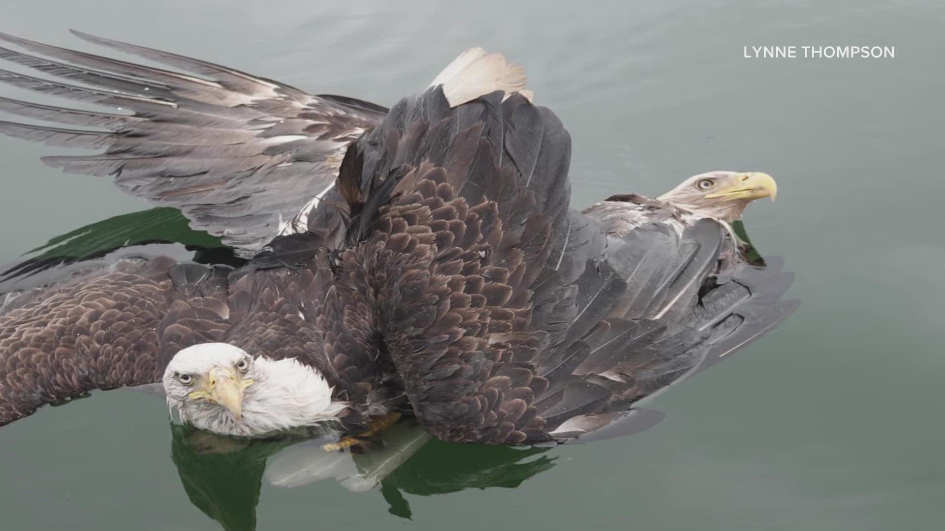 When Lynne Thompson and Scott Crockett reached the eagles, the birds weren't moving. Thompson said they were entangled, floating, stunned, and tired — but alive.