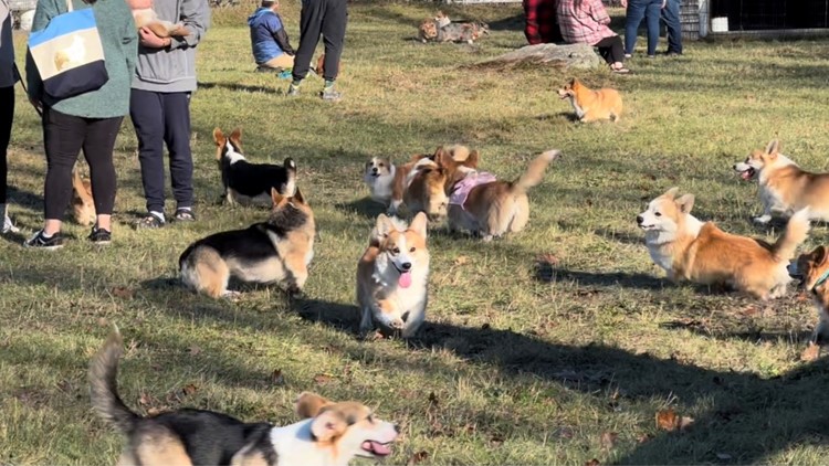 Corgis come out to play at Corgi Fest in Maine