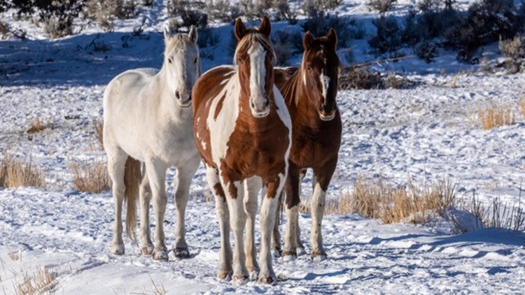 Neglected Maine mustangs 'thriving' after one year being out West