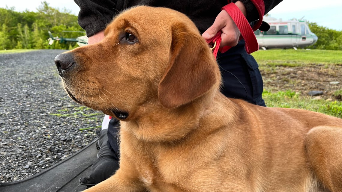 Cheeto, Maine's new K9 arson dog, will help sniff out fire causes - Vimarsana News