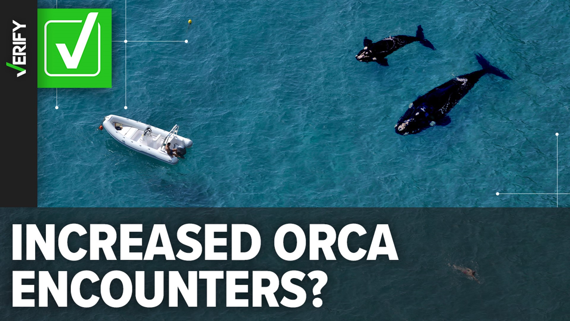 More than 500 encounters between orcas and boats have been reported since 2020 around Europe's Iberian Peninsula.