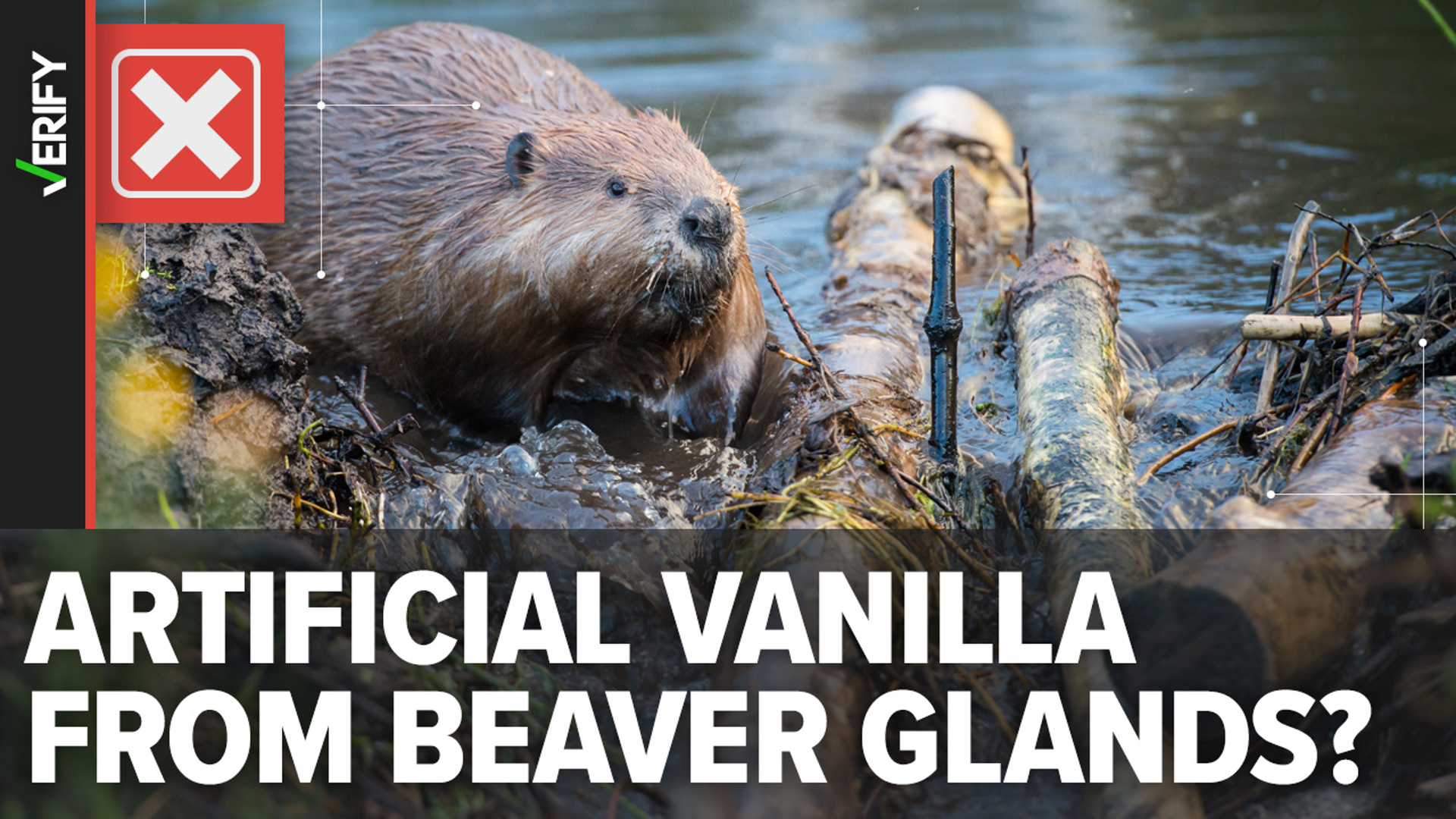 While it’s possible to use beaver gland secretions to make vanilla flavoring, it's an expensive process and not what you'll find in the grocery store.