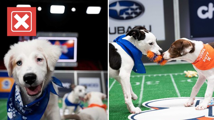 No, the Puppy Bowl is not live