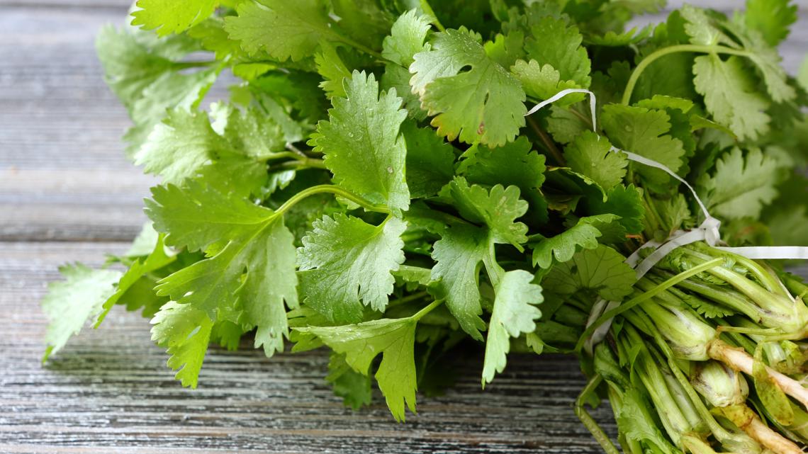 Cilantro soapy taste can be influenced by genetics - Vimarsana News