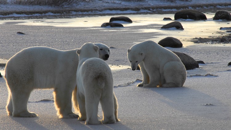 It’s misleading to claim that polar bears are ‘thriving’ because of ‘increasing population’