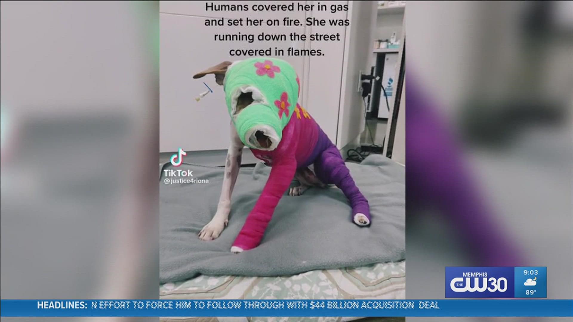 Man accused of setting dog on fire in Memphis arrested