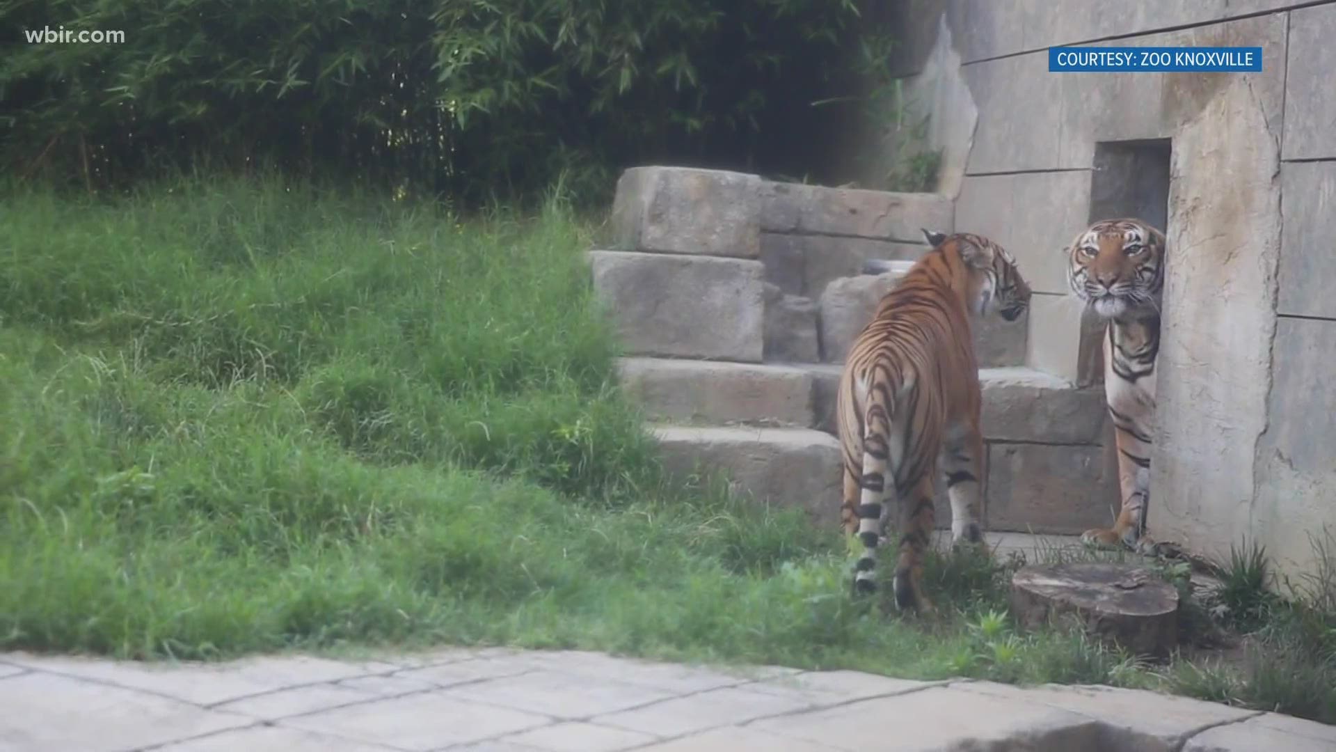 Zoo Knoxville shares a hopeful update on tigers Arya and Bashir, the two spent time together in their habitat for the firs time, zooknoxville.org. July 3, 2020-4pm.