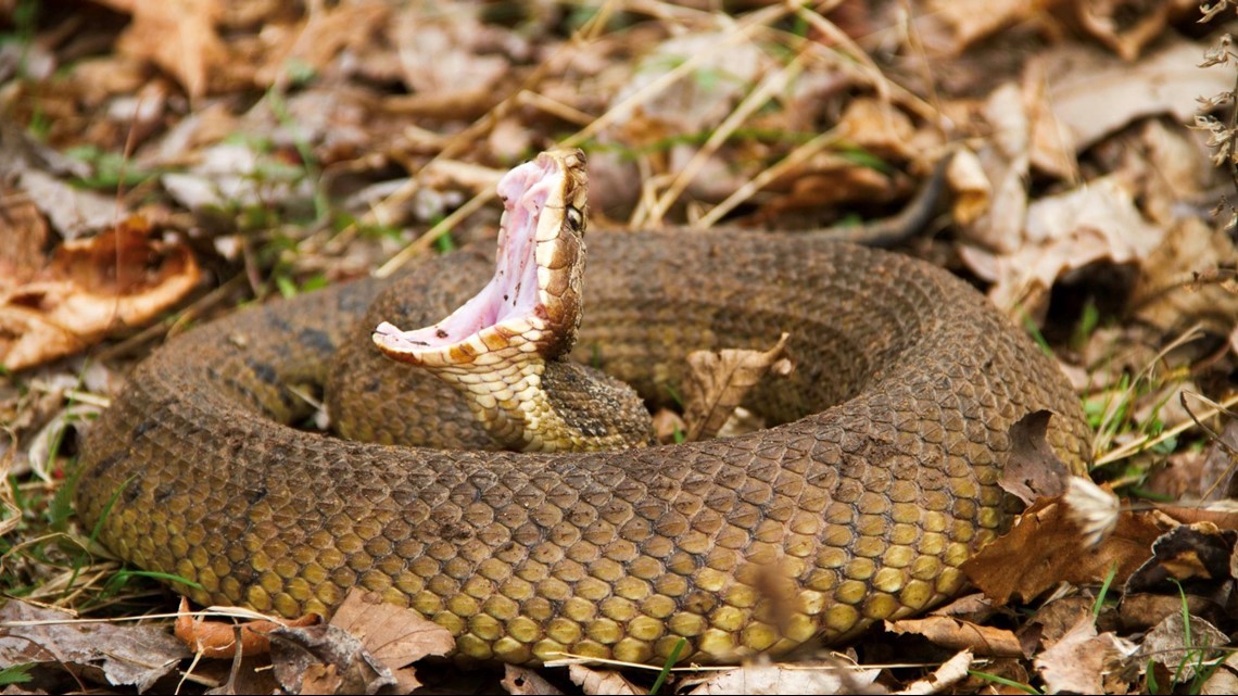 Hiss! Here are the four venomous snakes of Tennessee ...