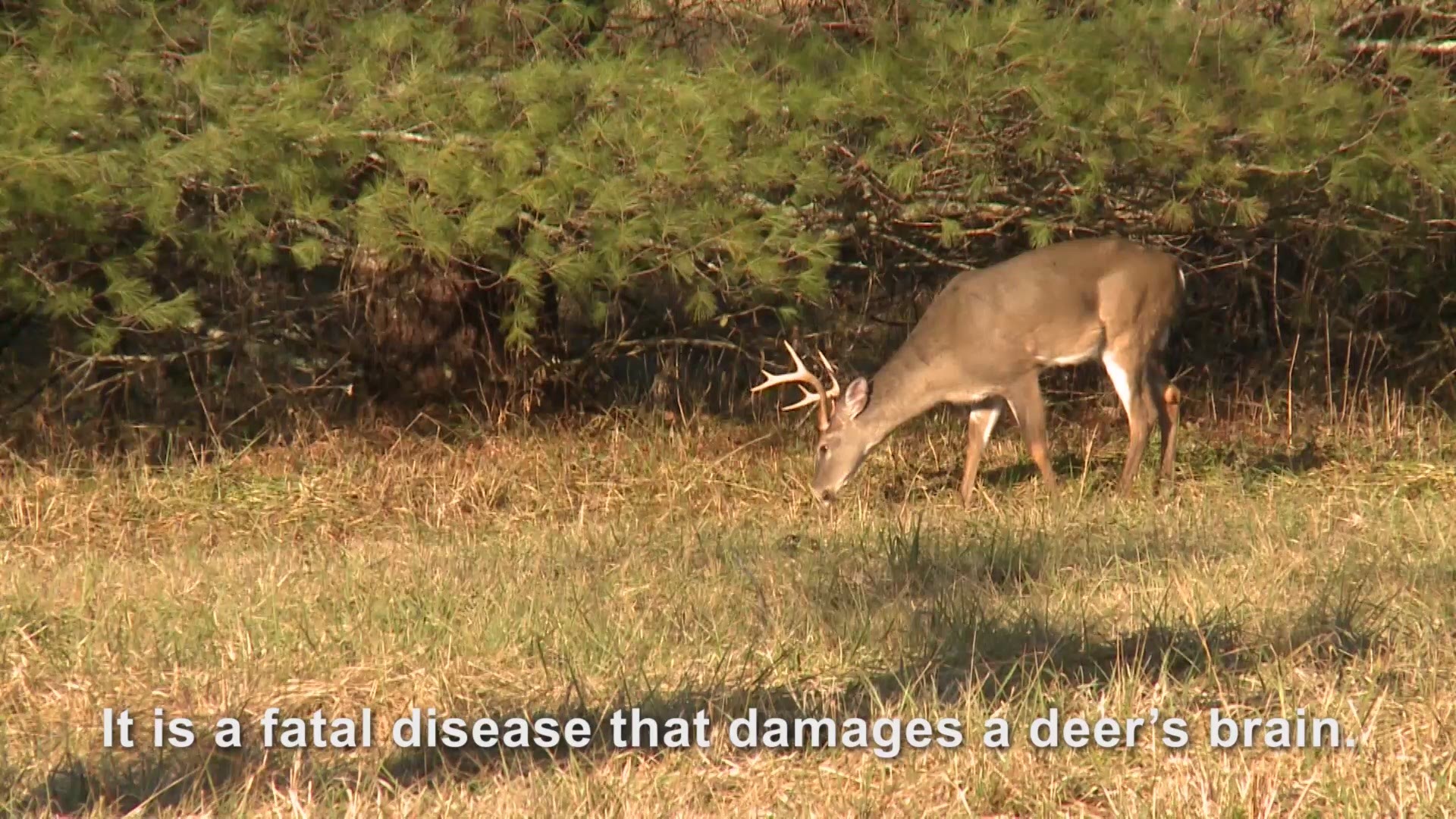 Here's everything you need to know about Chronic Wasting Disease.