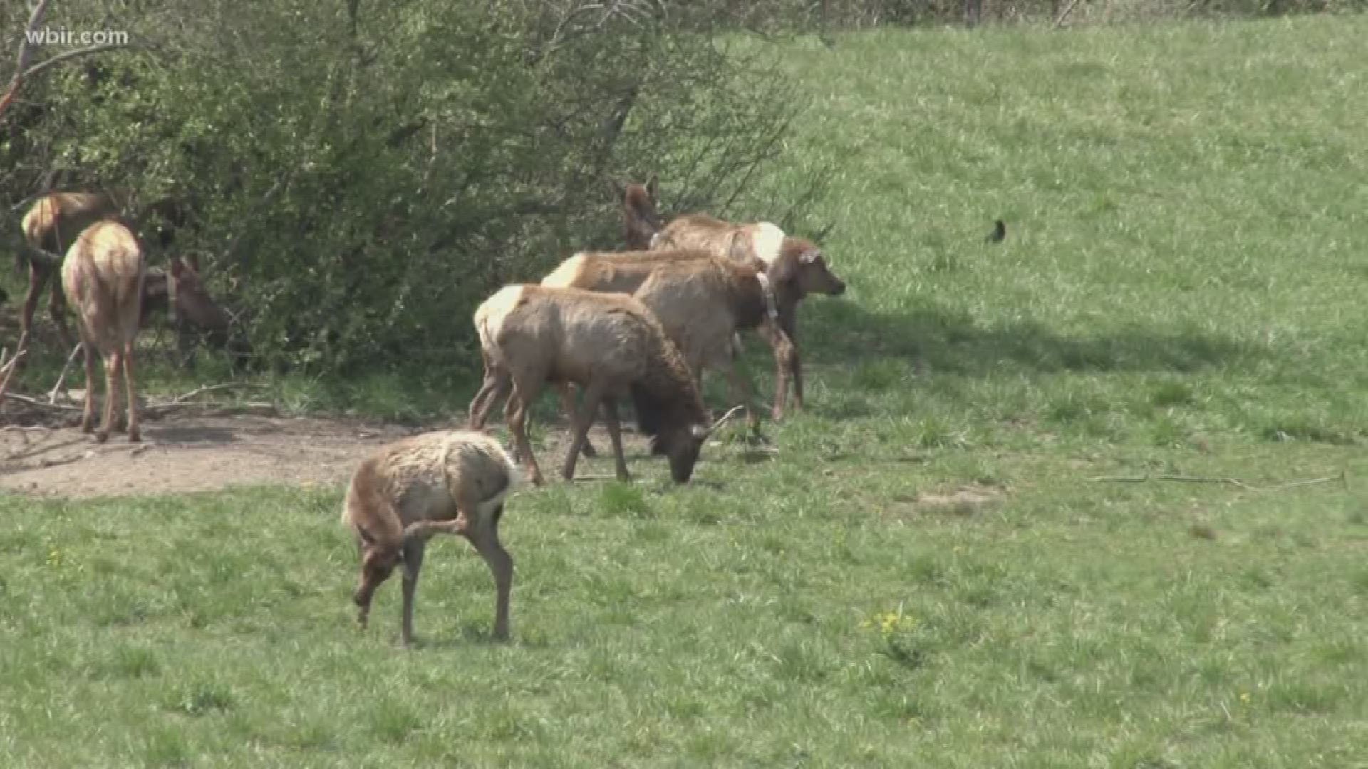 April 11, 2018: You can now watch East Tennessee's elk population in its natural habitat from the comfort of your home.