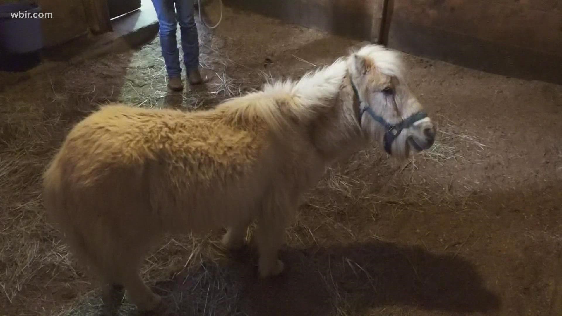 The staff found the miniature horse roaming through a cow field in Claiborne County.