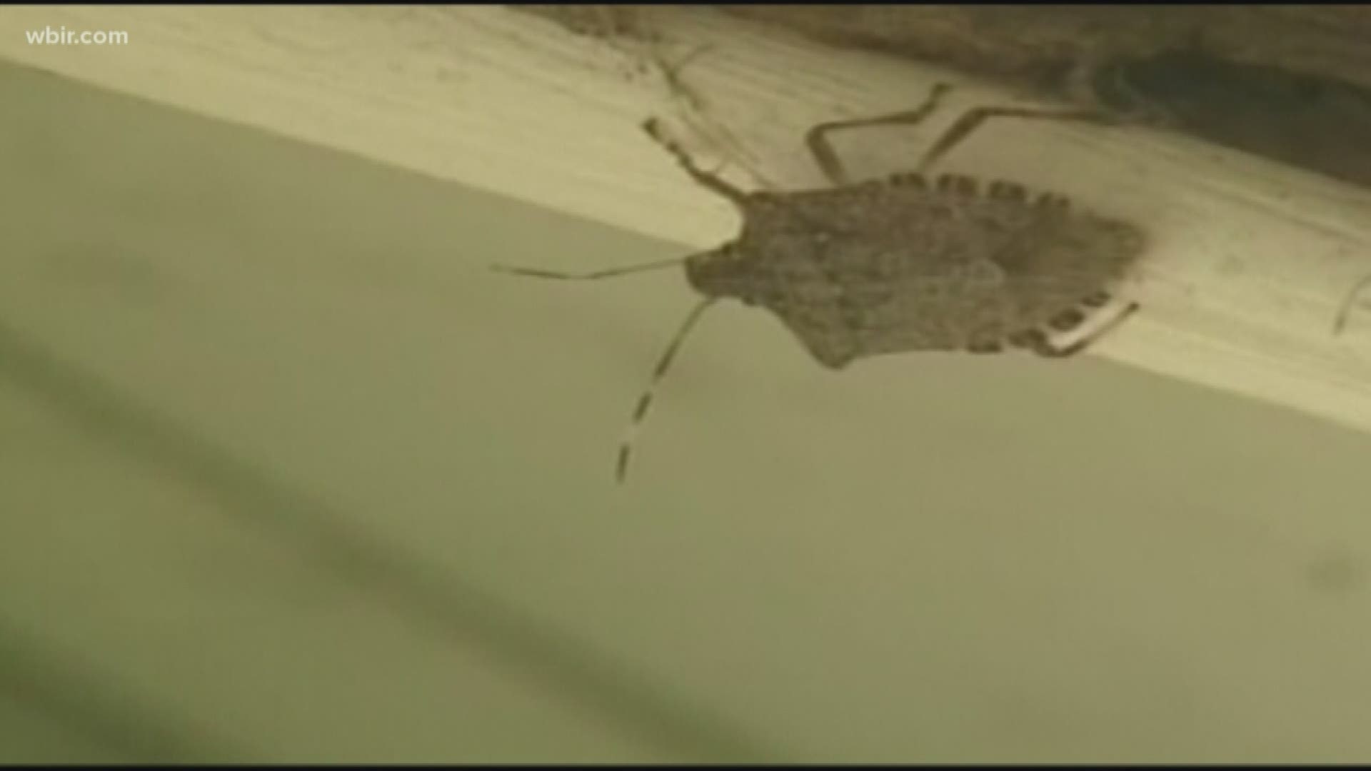 Fall is one of the times of year stink bugs like to sneak into people's homes.