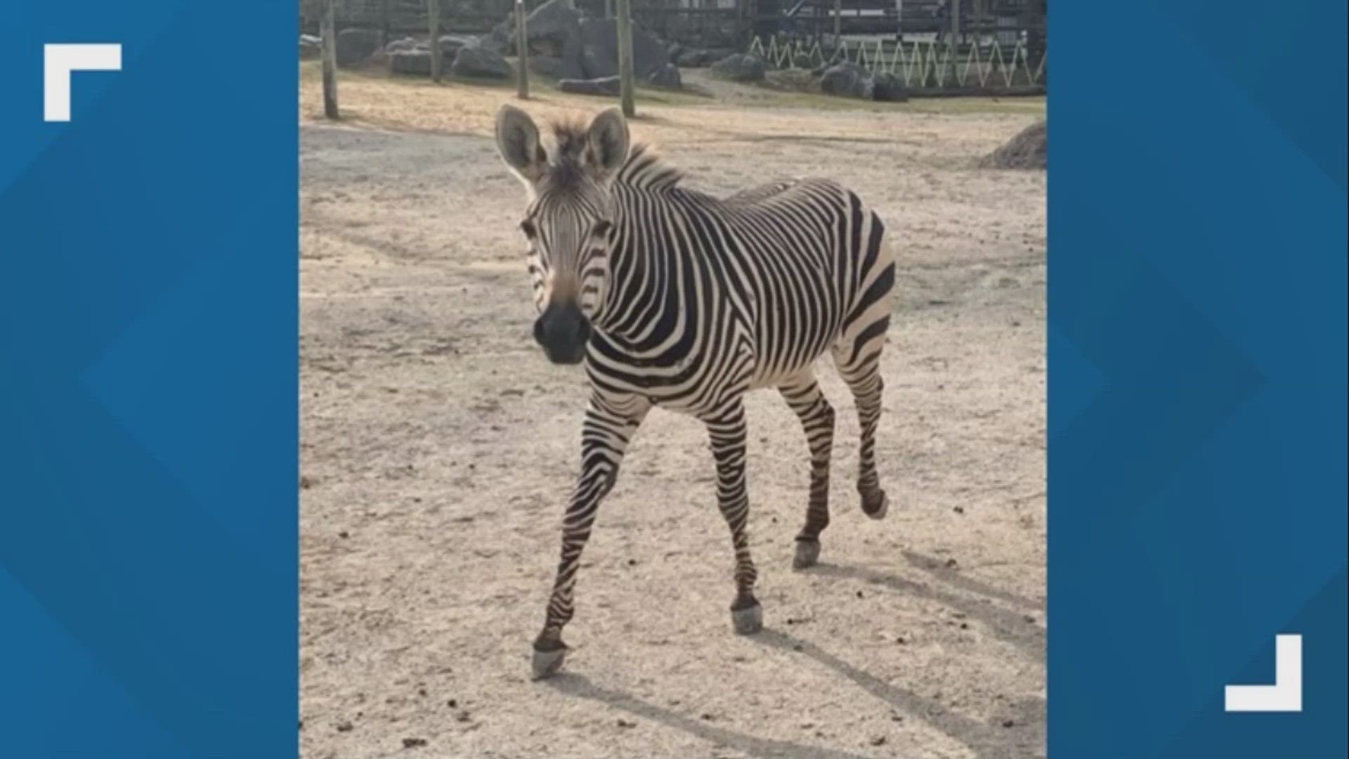 Lydia, who was 7 years old, was one of four mountain zebras in the herd who came to the zoo in April 2018.
