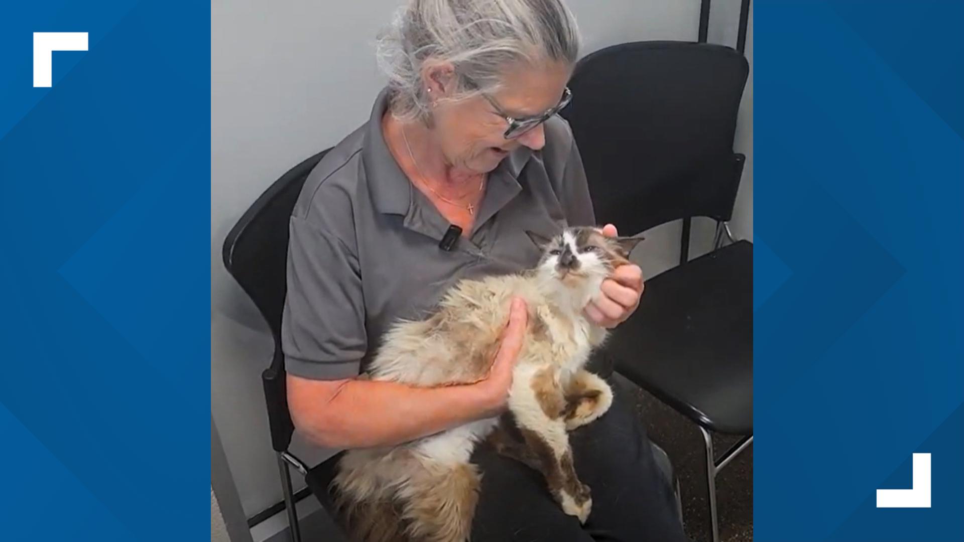 A cat in South Carolina has been reunited with his owner after 11 years thanks to a microchip.