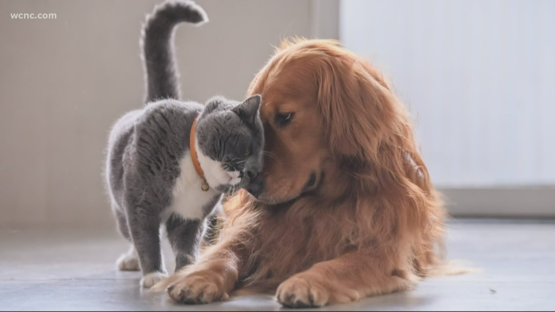 Can pets get coronavirus from pet owners | whas11.com