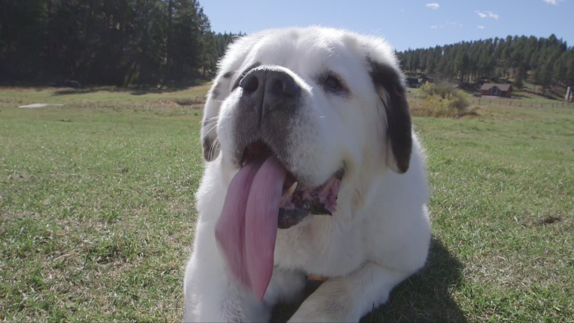 Very good dog licks competition for the world's longest tongue 
