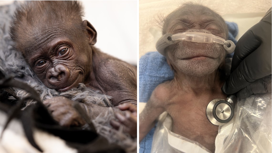 Fort Worth Zoo introduces prematurely-born gorilla, Jameela - Vimarsana News