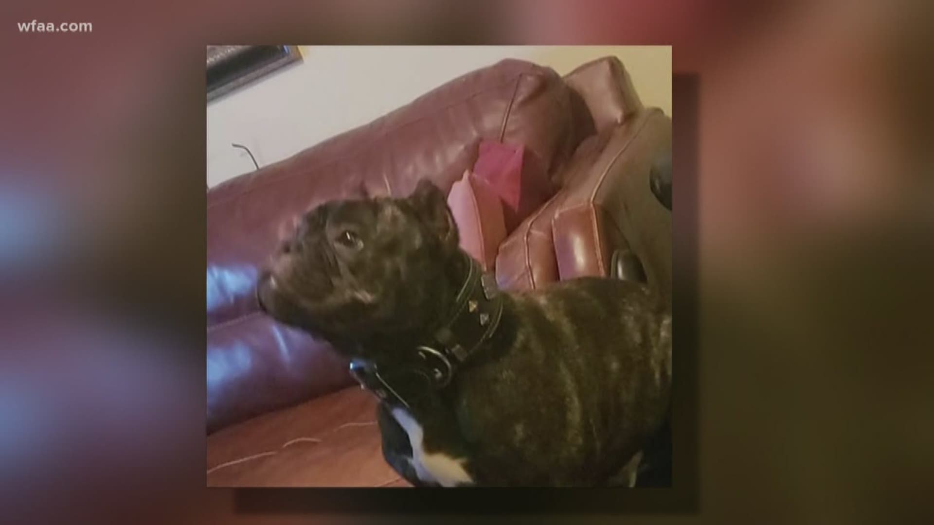 Dallas family looking for stolen dog