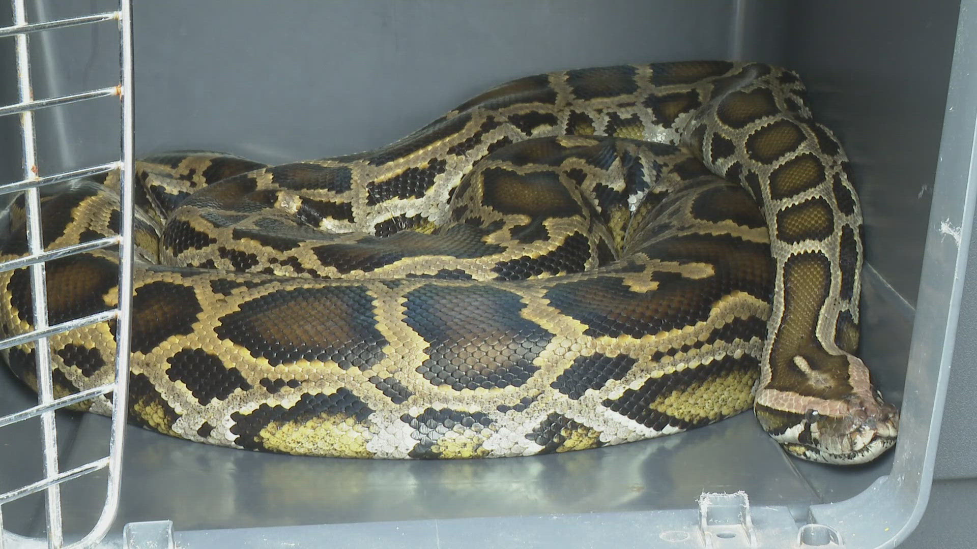 The giant snake was underneath a car on Battleground Avenue. Several animal control officers had to wrangle it out.