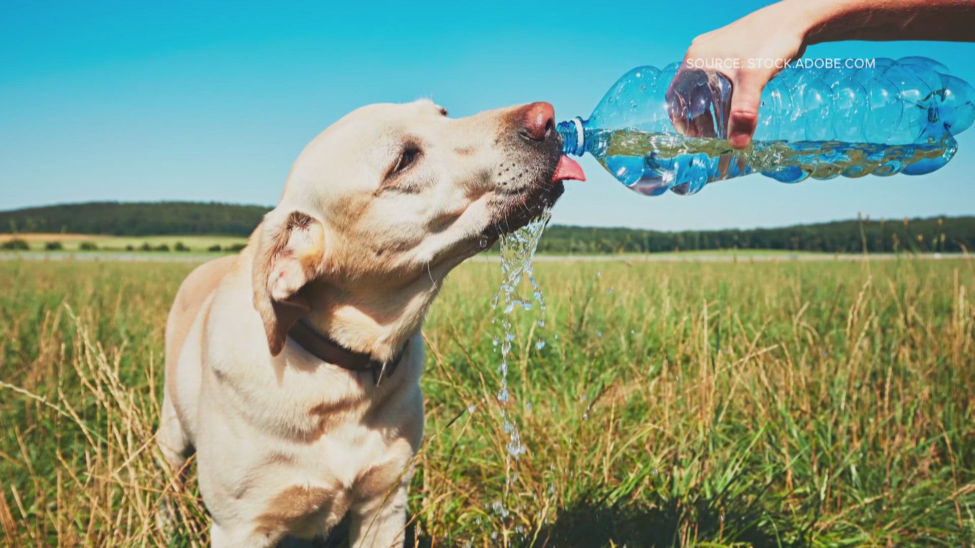 Pets, like people, need to get enough water.