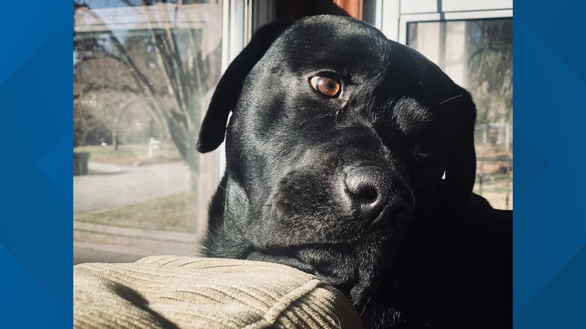 A High Point family's dog was killed by police, they want answers