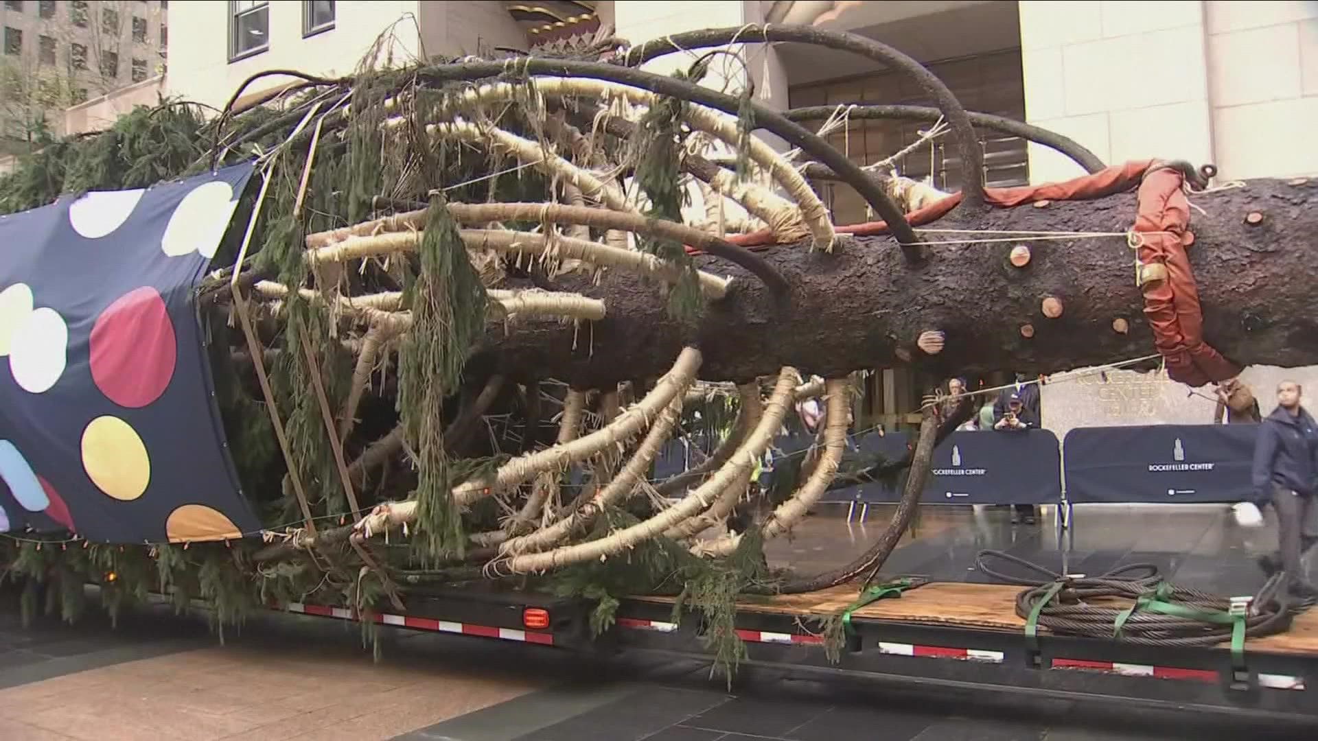 Rockefeller Christmas tree arrives