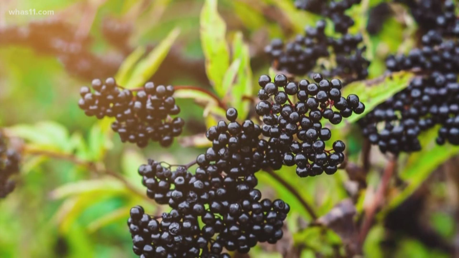 As far as we know, there is no cure for the cold and the flu can be a beast! But some people are swearing by the ancient cold and flu remedy of elderberries.