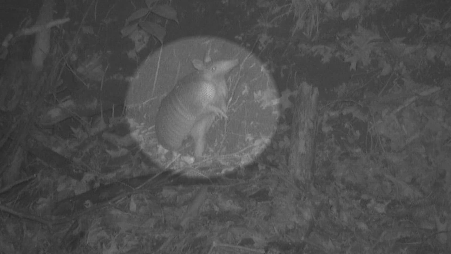 Bernheim officials believe there are three armadillos living deep in the forest.