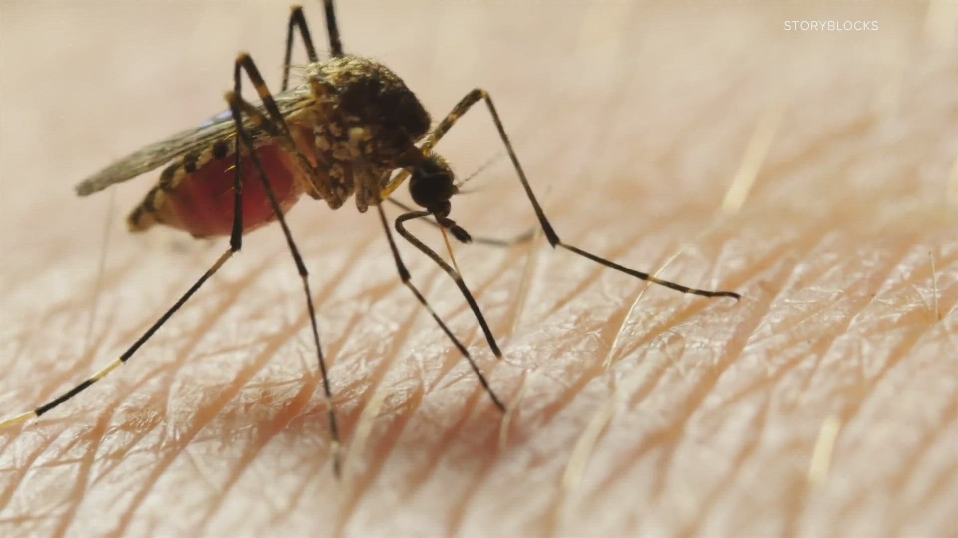 Multiple mosquitoes collected in Floyd County have tested positive for West Nile Virus.