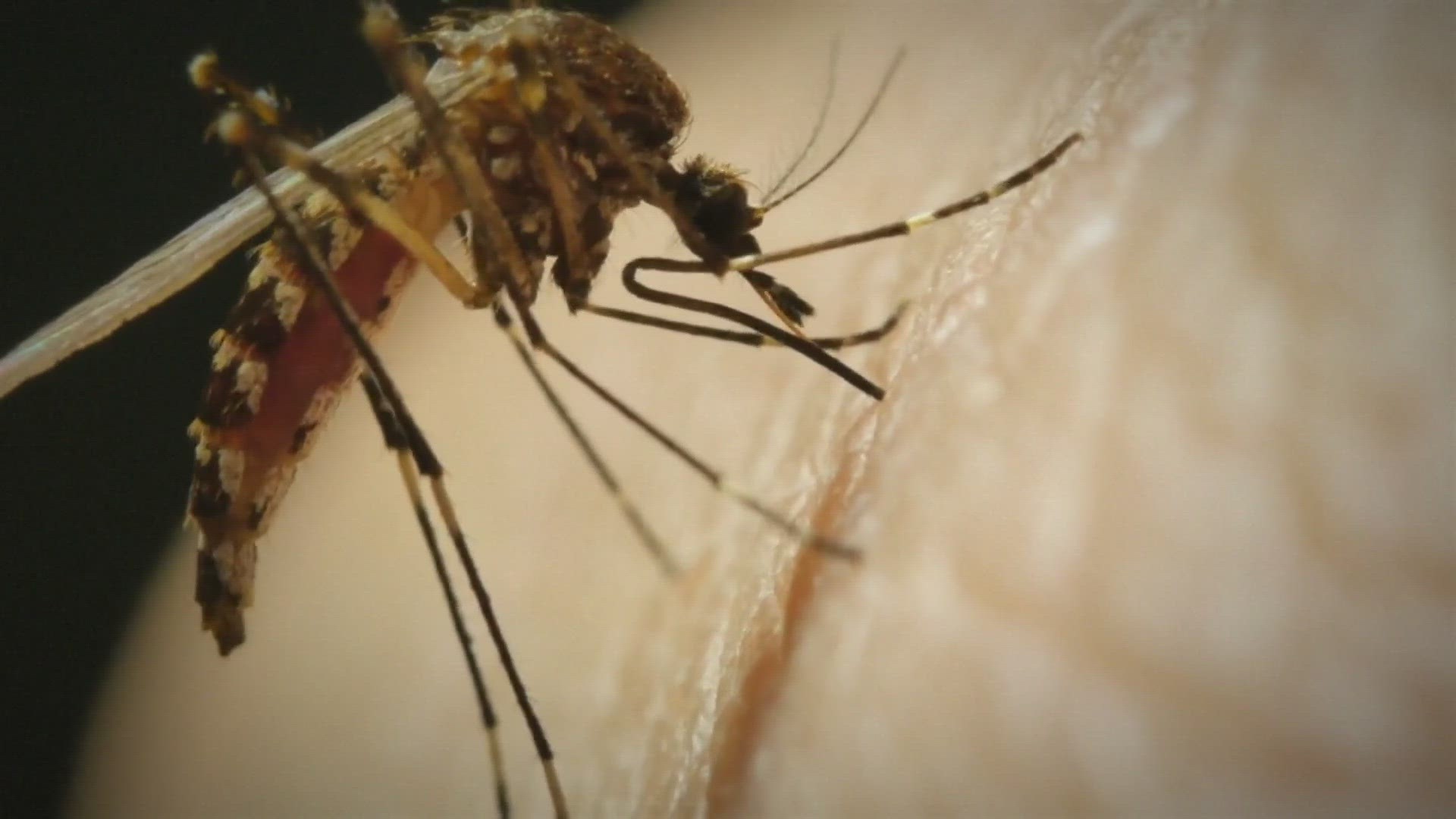 Rain puddles could cause mosquito baby boom in Louisville | whas11.com