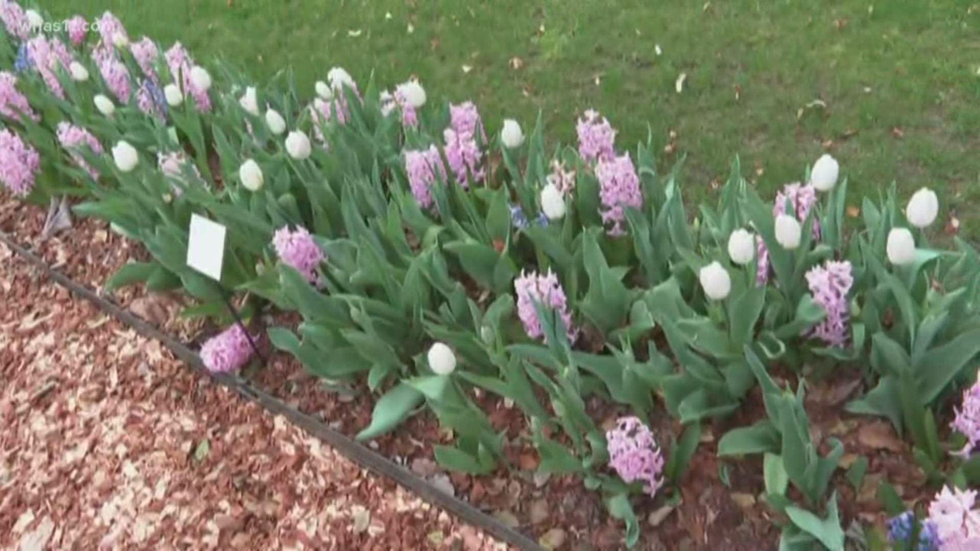 Yew Dell Botanical Gardens moves online to sell and show off flowers