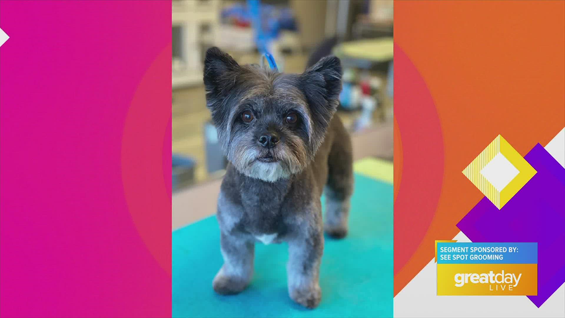 See Spot Snapshots On Great Day Live Whas11 see-spot-snapshots-on-great-day-live-whas11