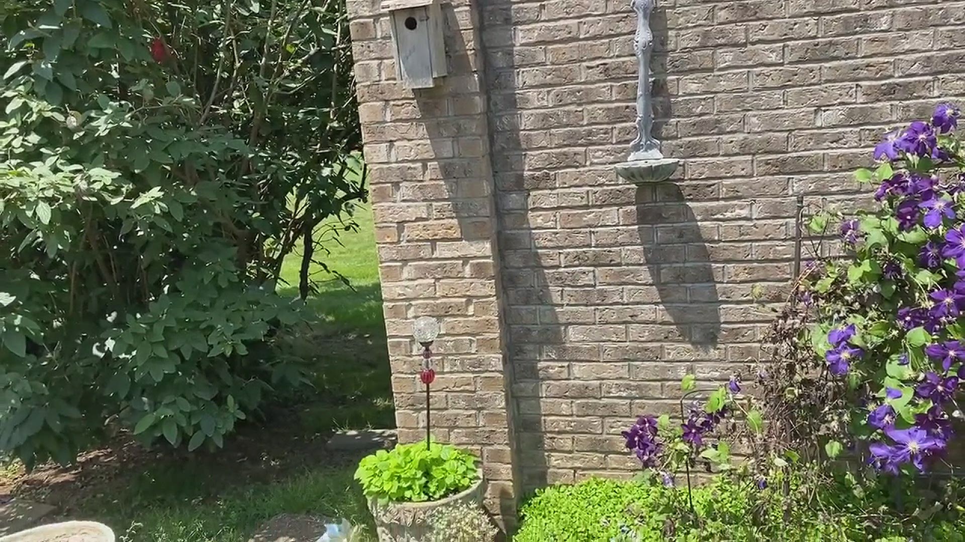 Hilarious. Louisville Woman uses a water hose to 'scare out' some cicadas.