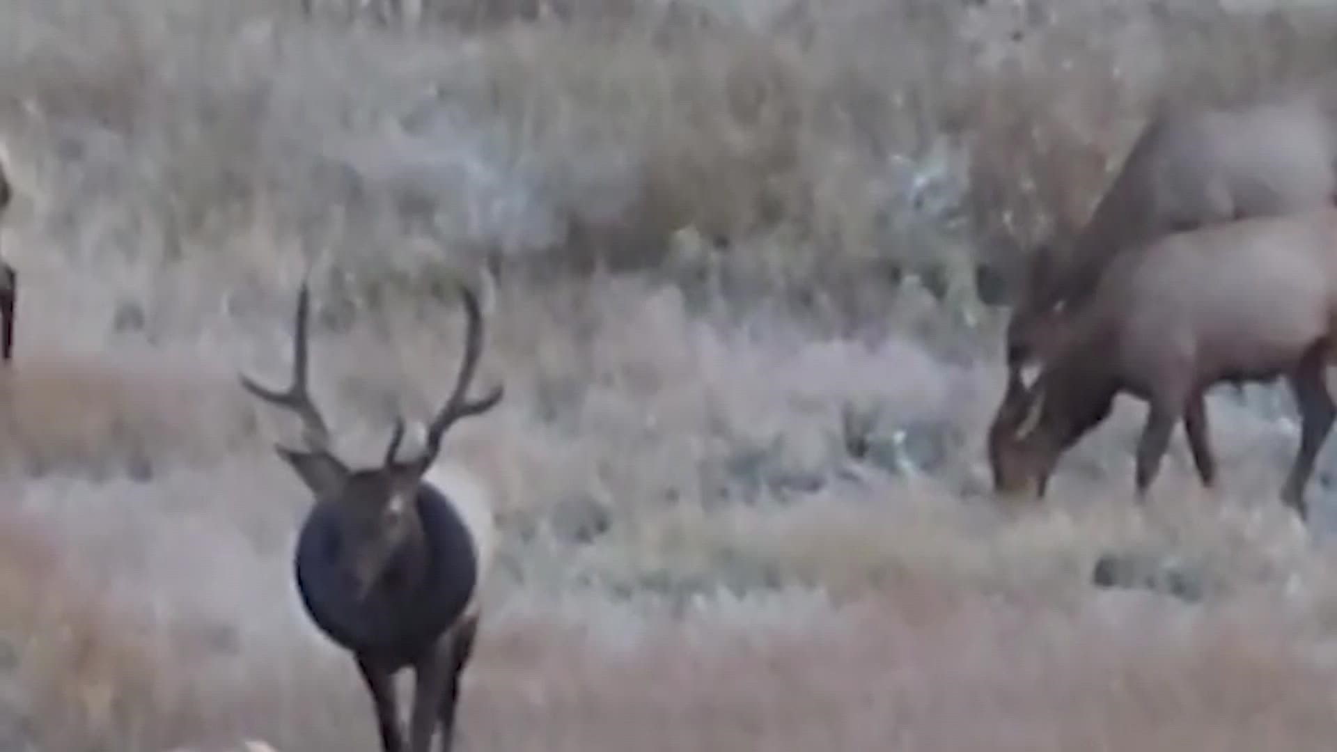 An elk with a tire around its neck for at least the past two years has been finally freed of the obstacle.