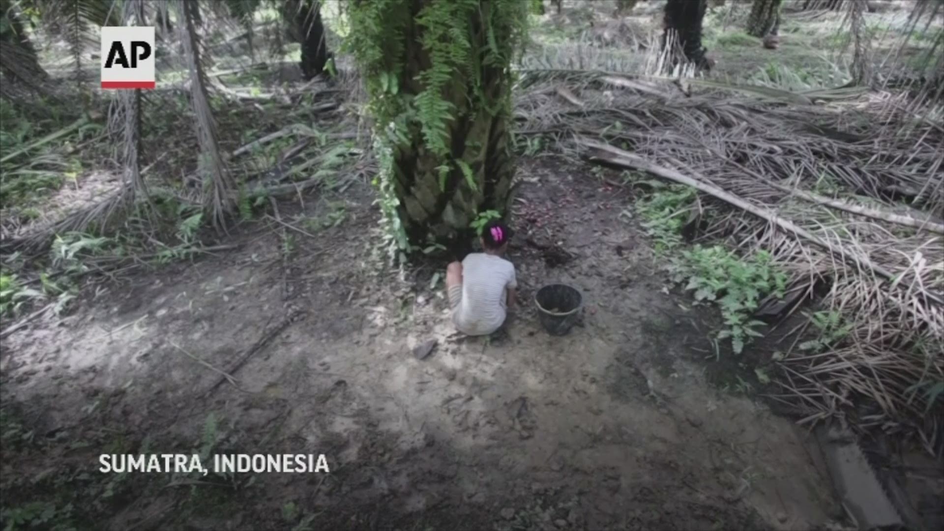 An AP investigation found child labor Indonesia and Malaysia is tied to palm oil industry.