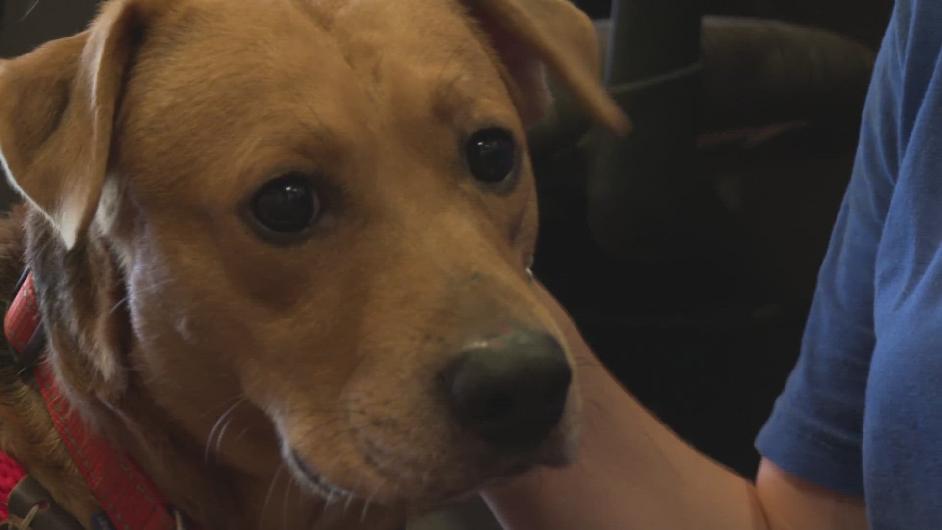 He is small in stature, a little bit shy with humans, but absolutely thrives around other animals. Meet this week’s WHAS11 Shelter Star ‘Bacon Pancake’.