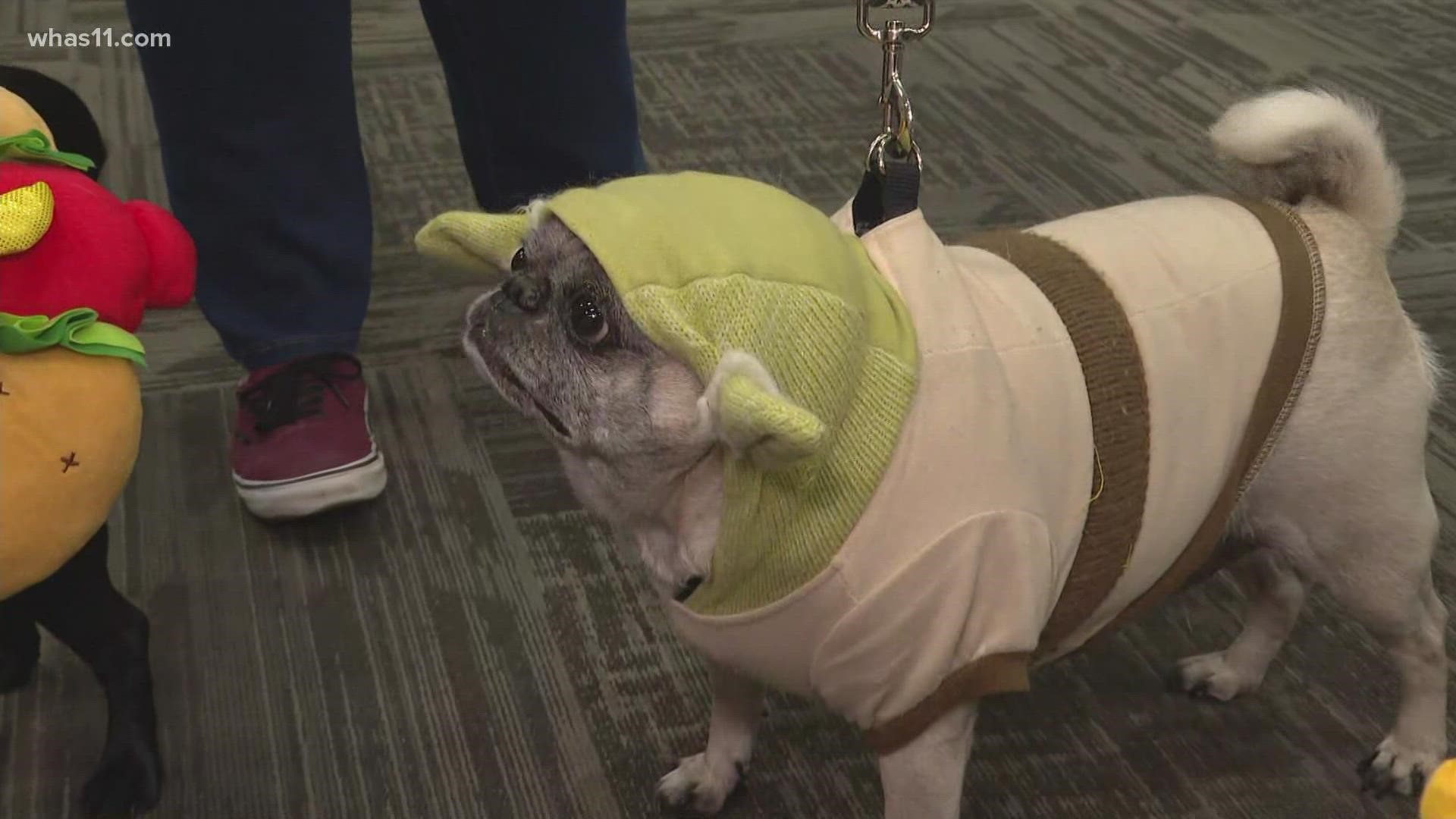 What's cuter than a weekend full of pugs and fun costumes? Come see Puggy Yoda and more fun dressed up characters this weekend, May 14-15, at the Bluegrass PugFest.