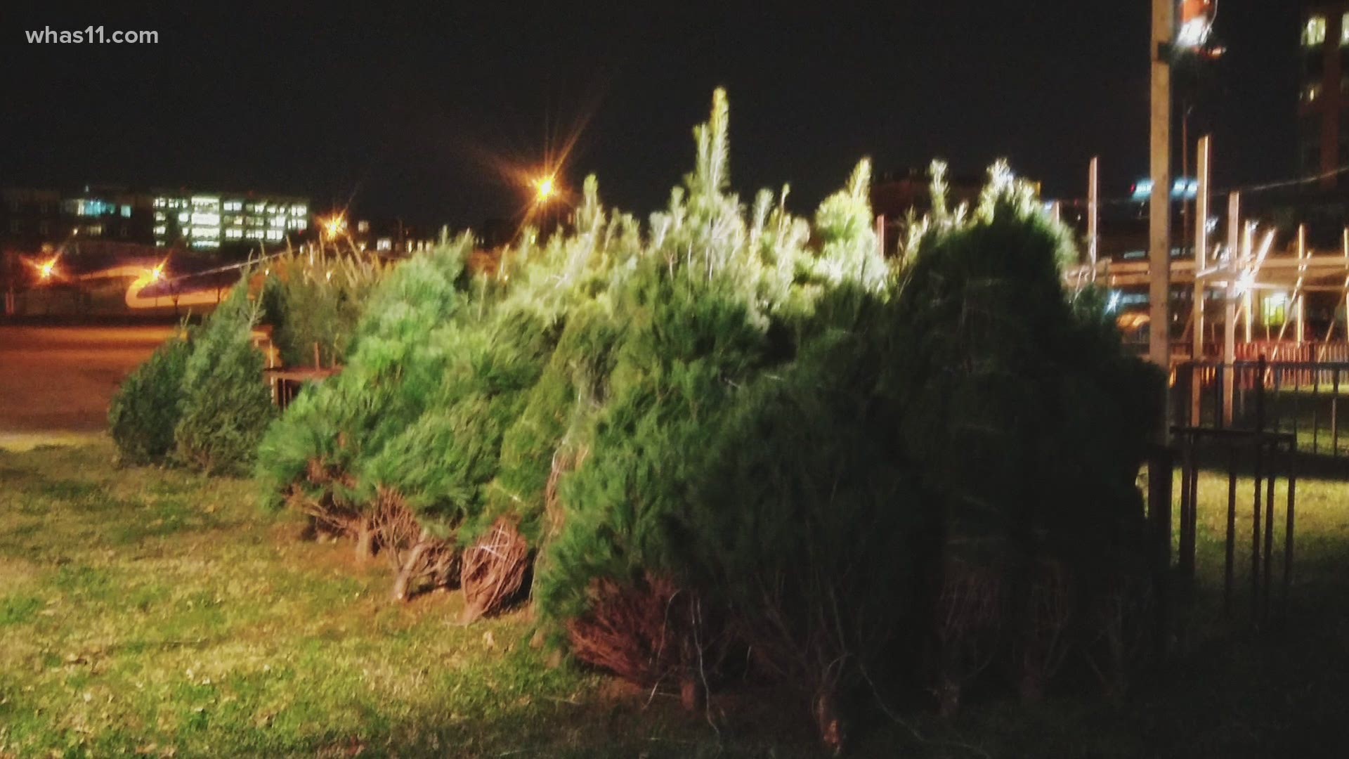 Book's Christmas Trees has started selling trees this holiday season.